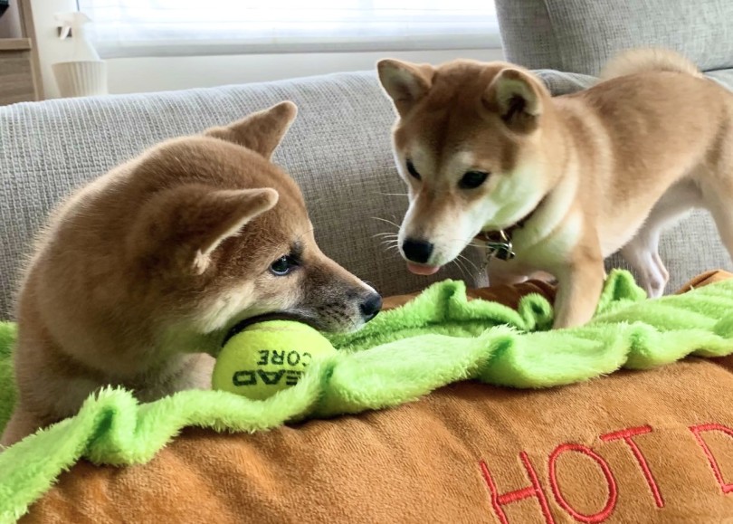 多頭飼いを考えている人に伝えたいこと | 多頭物語 柴犬＆柴犬との多頭生活 - 横浜 大倉山店