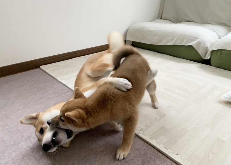 一緒に過ごすようになってからも継続したこと | 多頭物語 柴犬＆柴犬との多頭生活 - 横浜 大倉山店