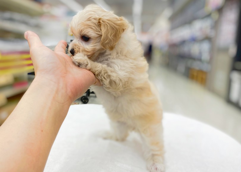 元気いっぱい！人が大好きなフレンドリーな性格！ | MIX犬 マルプー （06-27） - 横浜 大倉山店