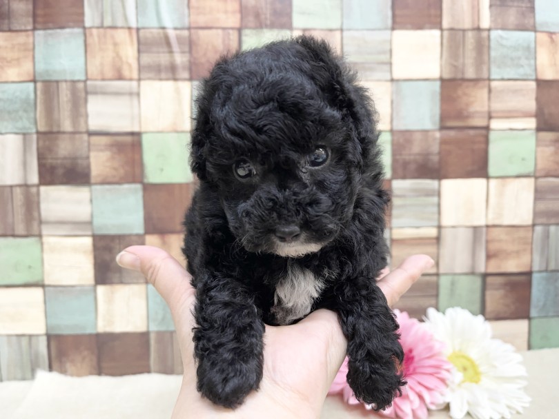 555g！片手に乗っちゃう小柄ちゃん♡ | トイ・プードル （06-39） - 横浜 大倉山店
