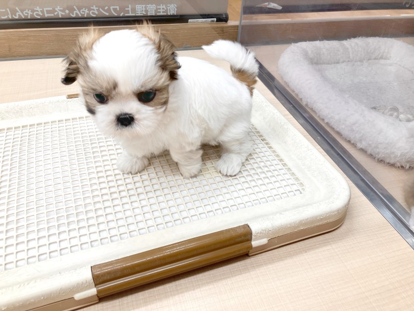 おトイレトレーニングも順調です | シーズー (14-24) - 城山店