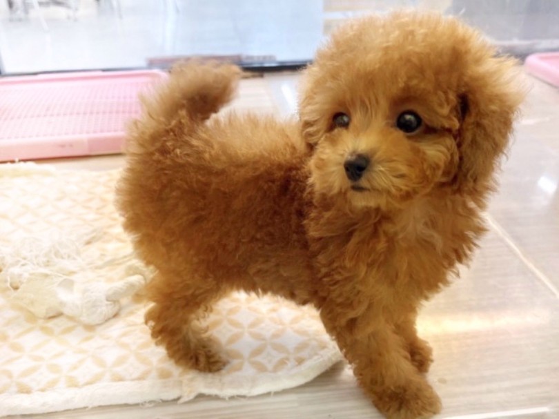 ぜひ、マルワン志村坂下店のプーちゃんに会いに来てくださいませ！ | トイ・プードル （09-18） - 板橋 志村坂下店