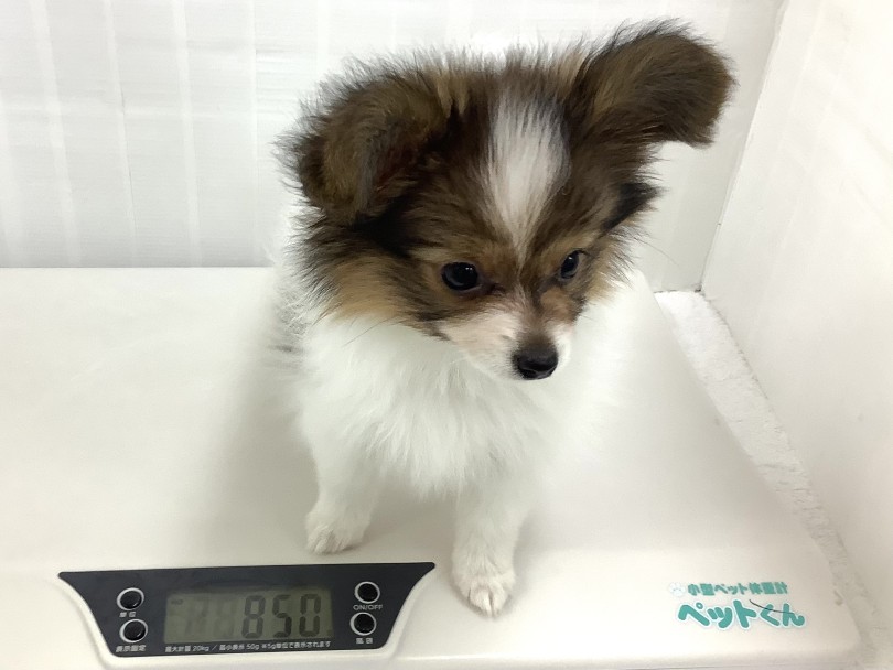 入店時の体重が685g!現在の体重が850g | パピヨン (07-33) - 横浜 鶴見店