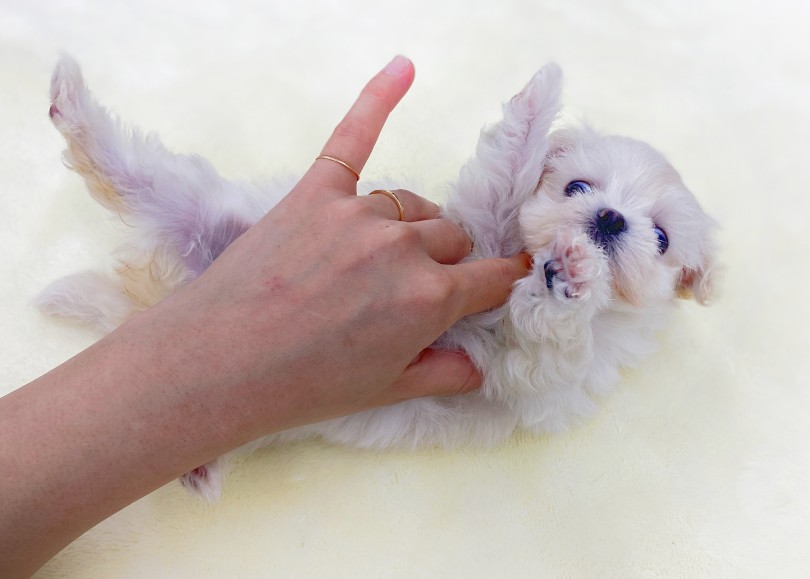 手足短めヘソ天ポーズ | MIX犬 マルプー （06-52） - 横浜 大倉山店