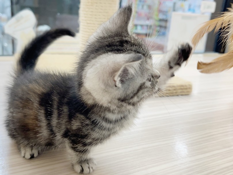 デレが多めな甘えん坊にゃんこ | マンチカン （09-24） - 板橋 志村坂下店