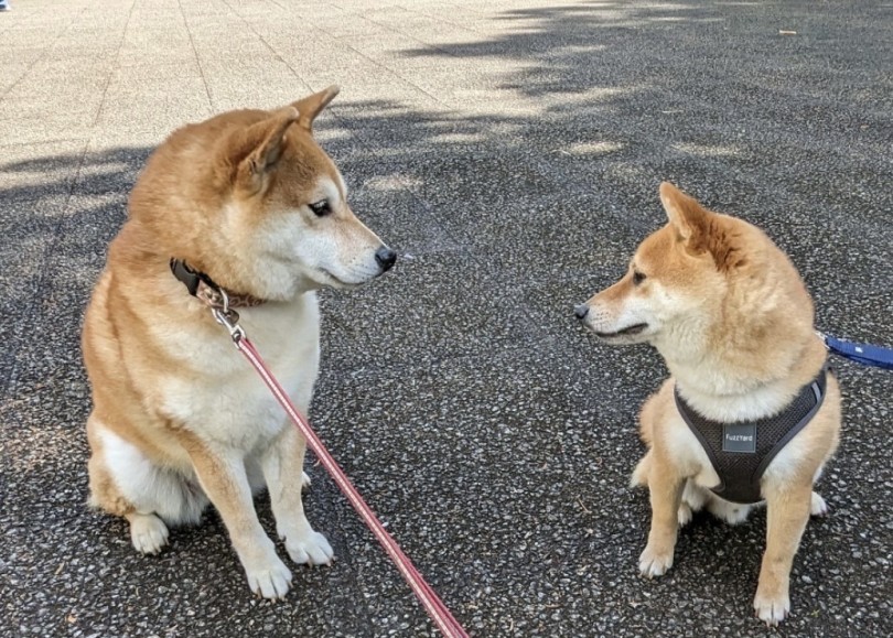 卒業生の柴犬ハナマルキちゃん(左)と豆柴アルちゃん(右) | 豆柴 （06-48） - 横浜 大倉山店