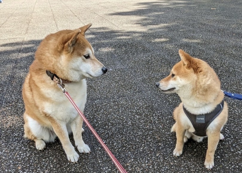 卒業生の柴犬ハナマルキちゃん(左)と豆柴アルちゃん(右) | 豆柴 （06-48） - 横浜 大倉山店