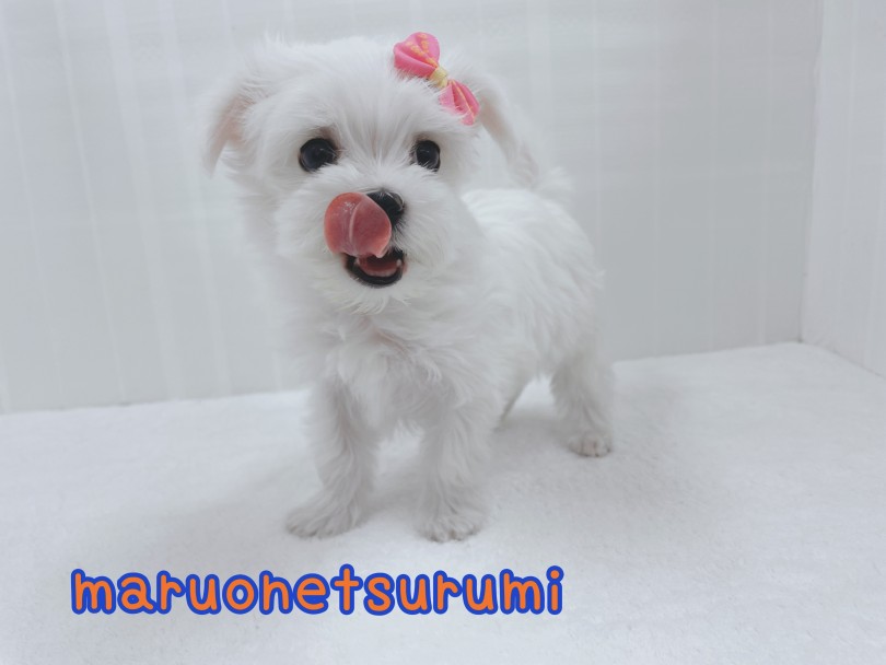 未来の飼い主様のご来店をマルチーズちゃんとお待ちしておりますね | マルチーズ (07-30) - 横浜 鶴見店