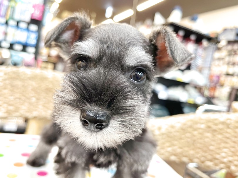 非常に愛情深く、優しく飼いやすいシュナちゃん | ミニチュア・シュナウザー （18-73） - 横浜 元町店