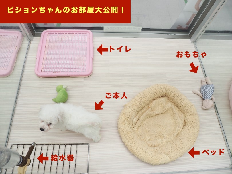 現在のビションちゃんのお部屋 | ビションフリーゼ （05-27） - 本羽田店