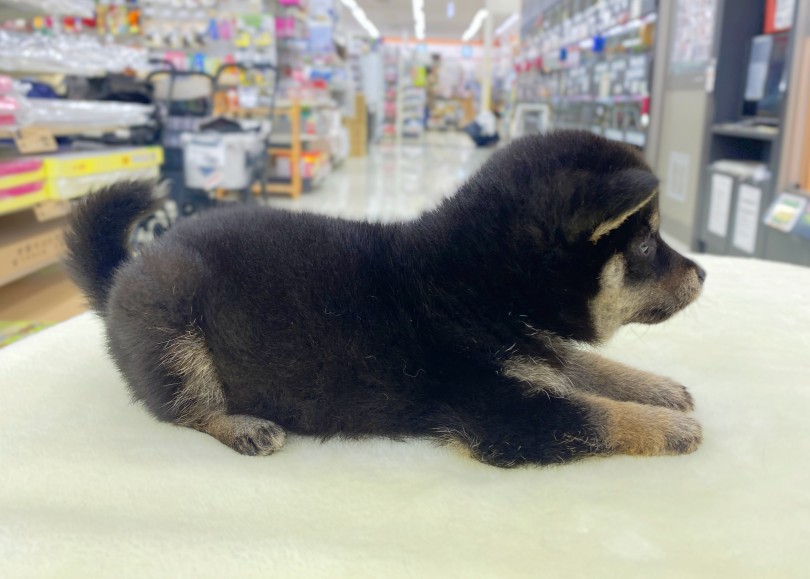 日本犬特有の毛色の「鉄サビ色」 | 豆柴 （06-48） - 横浜 大倉山店