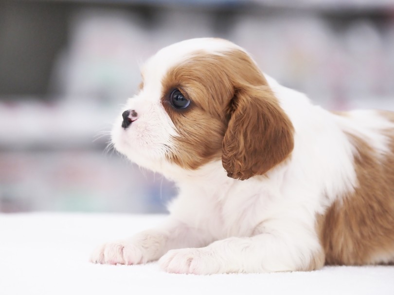 【性格】穏やかポテンシャル100点！「犬種の中で最もフレンドリー」 | キャバリア・キングチャールズ・スパニエル （05-32） - 本羽田店