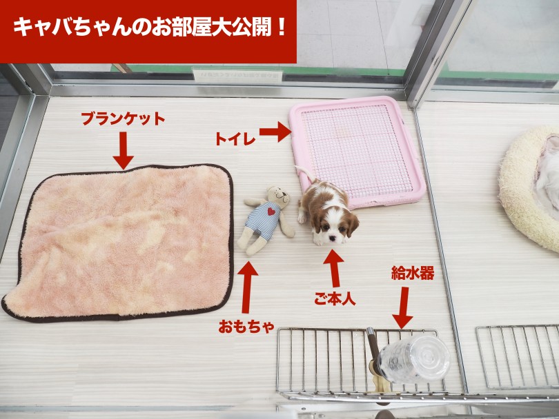 マルワン本羽田店で過ごすキャバちゃんのお部屋の構成 | キャバリア・キングチャールズ・スパニエル （05-32） - 本羽田店