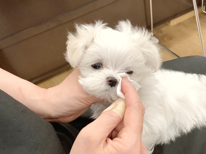 涙やけケアもスッタフにお任せください | マルチーズ (14-27) - 城山店