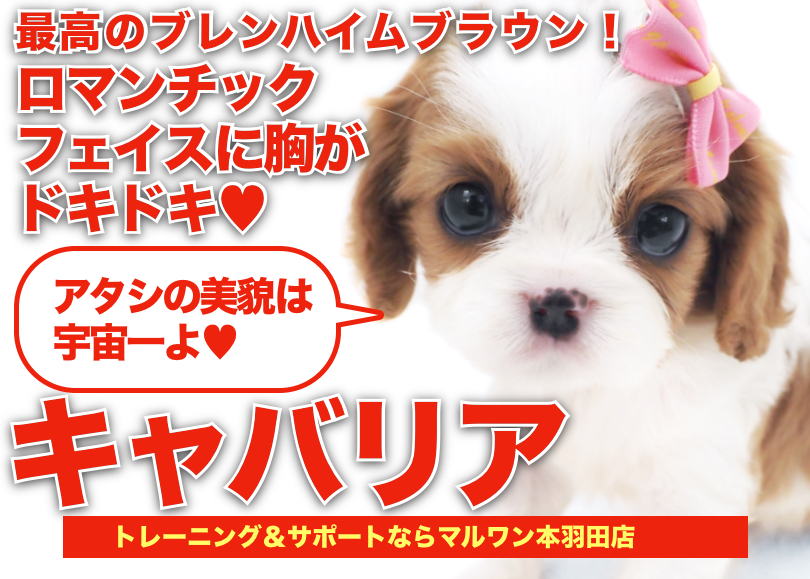 【 キャバリア 】絶世のロマンチックフェイスのブレンハイムキャバちゃん登場！