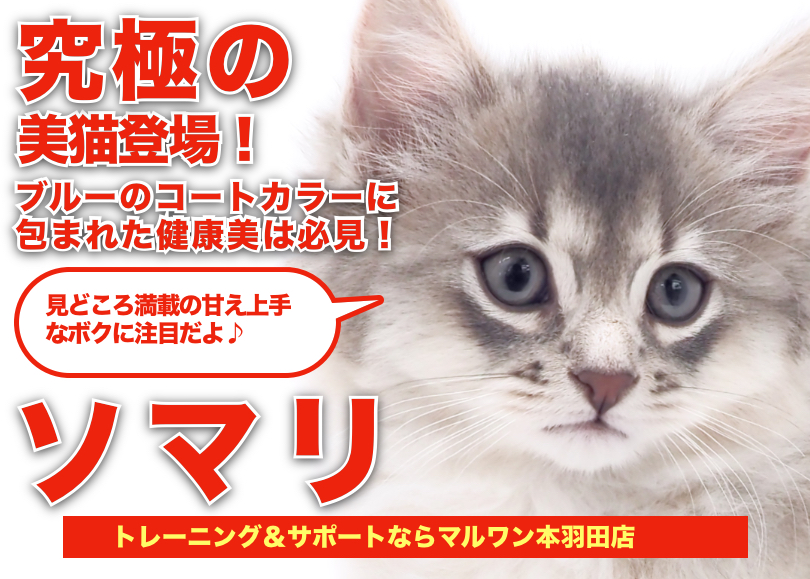 【 ソマリ 】猫界最強のプロポーション！Mr.K絶賛のブルーキャット！