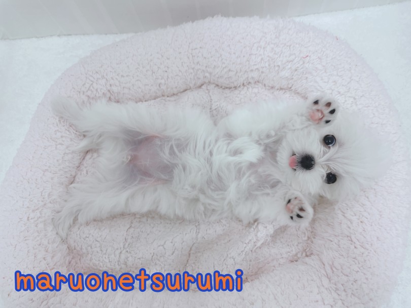 初めての方から多頭飼いの方にもおすすめ! | マルチーズ (07-30) - 横浜 鶴見店