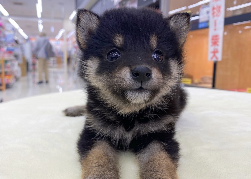 豆柴と柴犬の違いは？ | 豆柴 （06-48） - 横浜 大倉山店