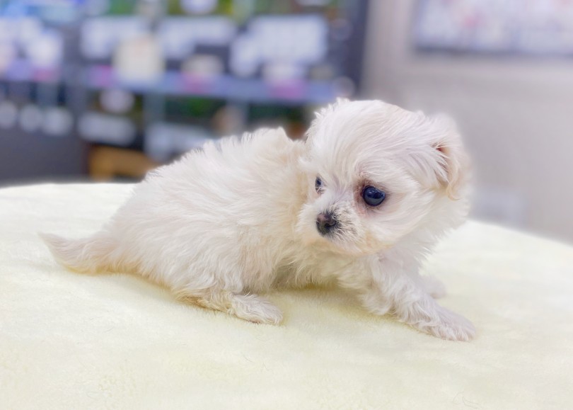 マルプーちゃんとの生活に必要なアイテム！ | MIX犬 マルプー （06-52） - 横浜 大倉山店