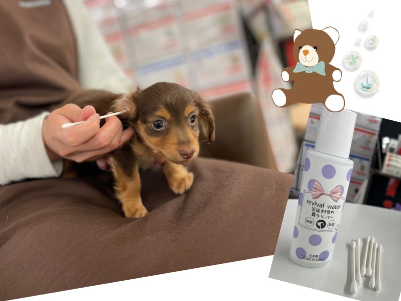 初めて仔犬をお迎えする方でも安心して頂けるように、マルワン東川口店ではお迎え後にお手入れのレクチャーをさせて頂いております！ | カニンヘン・ダックスフント （19-35） - 東川口店