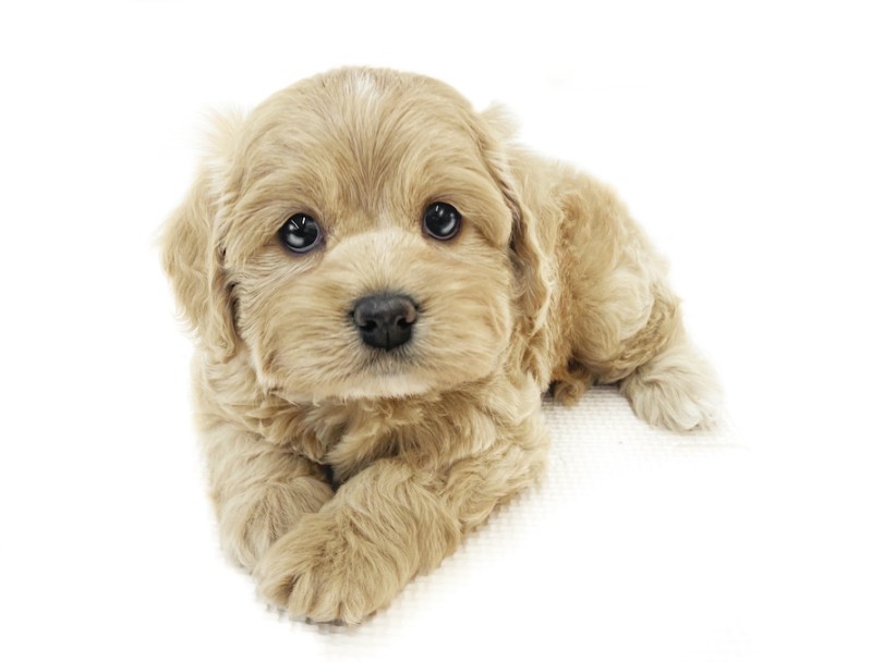 あなたの生活のパートナーとしてお迎えしてあげてください | MIX犬 コッカプー （08-33） - 大和 相模大塚店