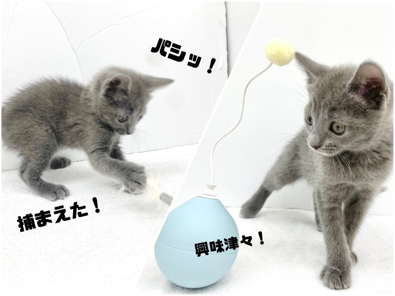 心も身体も温まるアクティブにゃんこ | ロシアンブルー （17-26） - 高井戸店