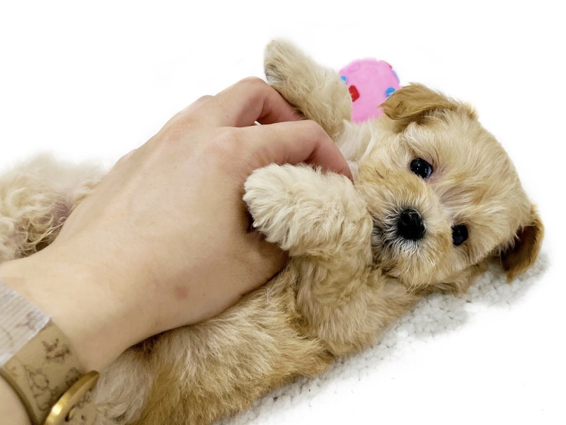 お腹を撫でてあげると気持ちよさそうにこの表情♪ | MIX犬 マルプー （02-21） - 横浜 白楽店