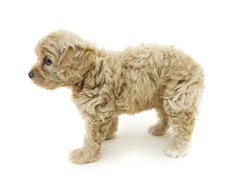 両親の特徴を受け継いだ魅力的なルックス | MIX犬 コッカプー （08-33） - 大和 相模大塚店