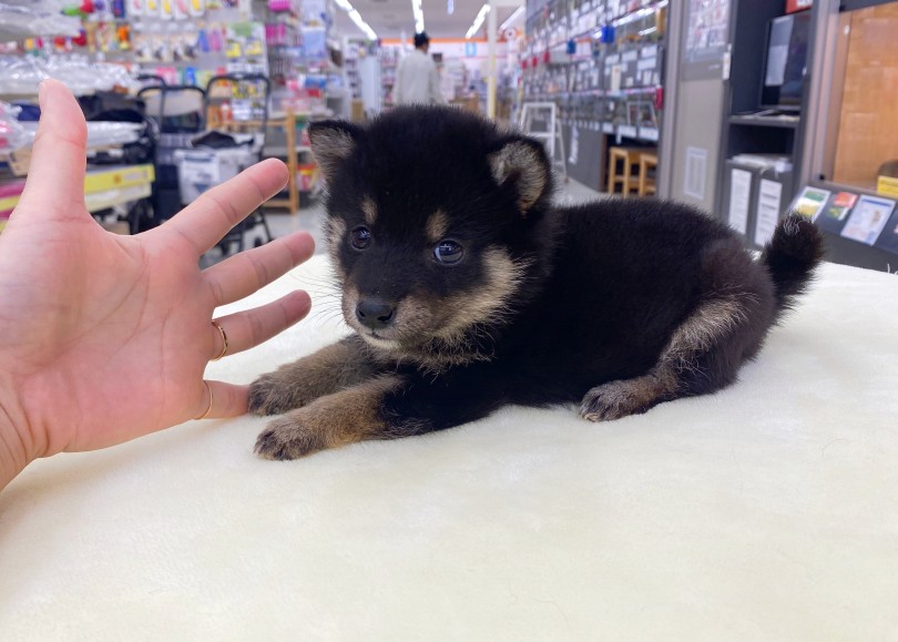 柴犬愛が半端ない柴犬マニアにお任せください！ | 豆柴 （06-48） - 横浜 大倉山店