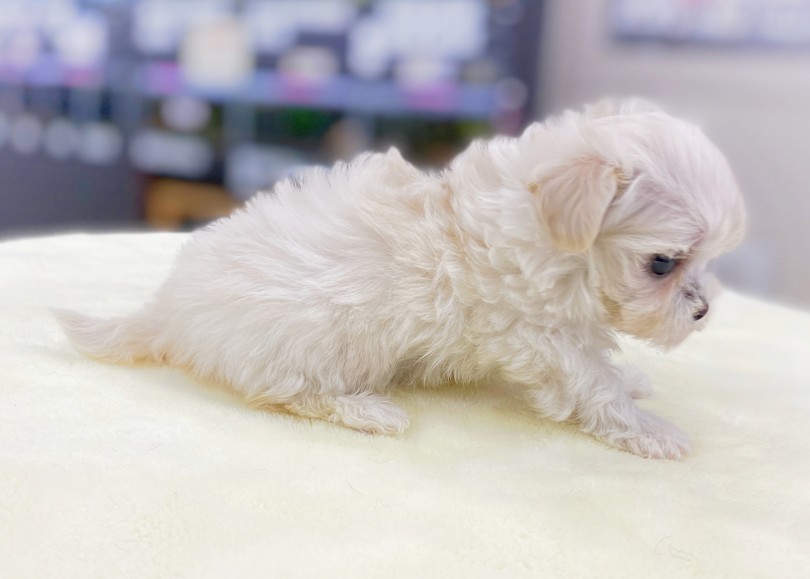 マズルは結構短めです！ | MIX犬 マルプー （06-52） - 横浜 大倉山店