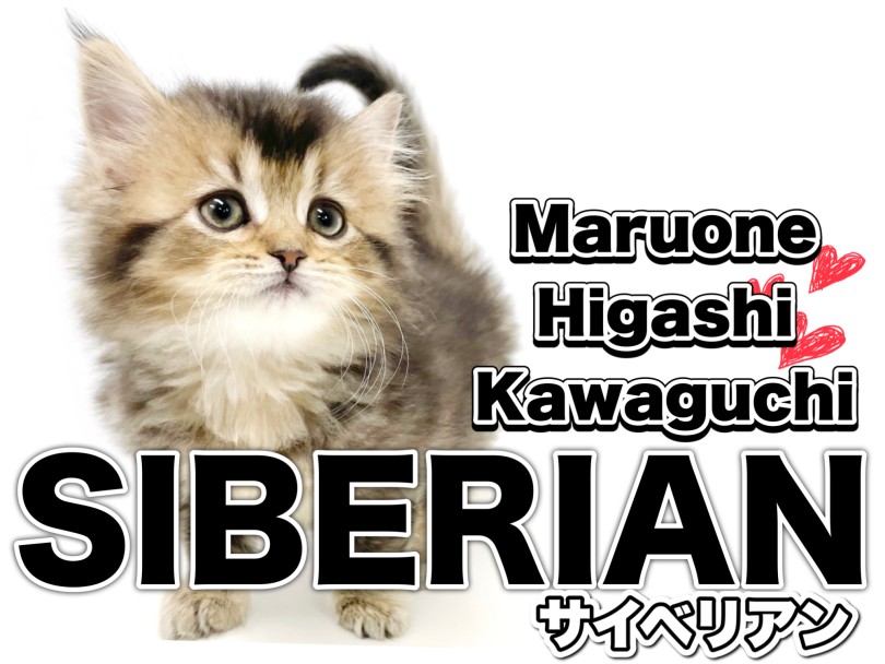 【 サイベリアン 】美しきブラウンの被毛！可愛らしいお顔のサイベちゃんの登場！