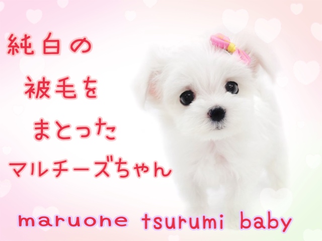 【 マルチーズ 】純白の被毛を纏ったマルチーズちゃん！横浜鶴見店に舞い降りた！