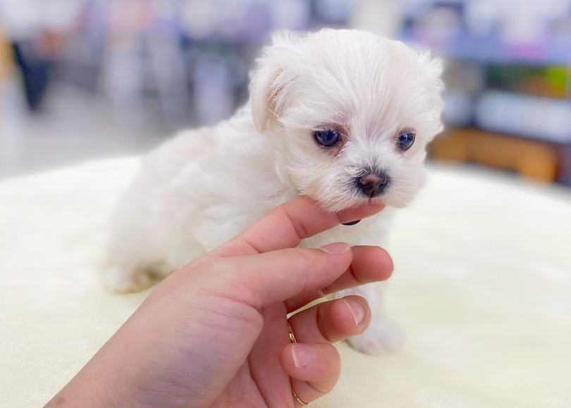 MIX犬種は見る人によって捉え方が全く変わってくるのが楽しいところ♡ | MIX犬 マルプー （06-52） - 横浜 大倉山店