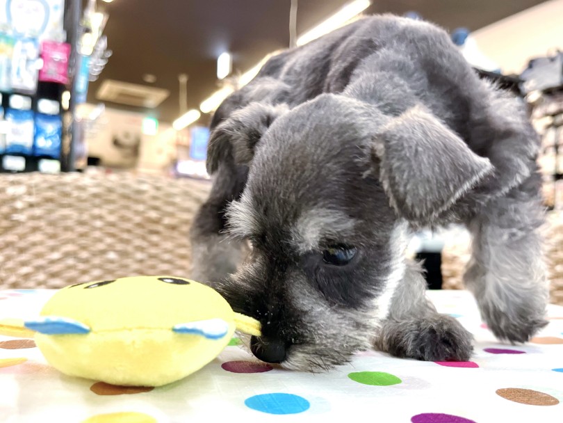 おもちゃで遊びながら寛ぎタイム❤︎ | ミニチュア・シュナウザー （18-73） - 横浜 元町店