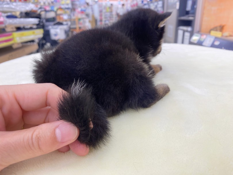 尻尾の先端に白色発見♡ | 豆柴 （06-48） - 横浜 大倉山店