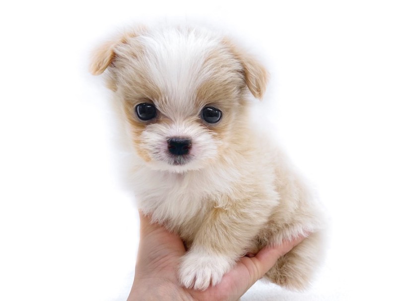 成犬時体重3kg予想！手乗りサイズのミニマムBOY！ | MIX犬 マルプー （16-35） - 横浜 今宿店
