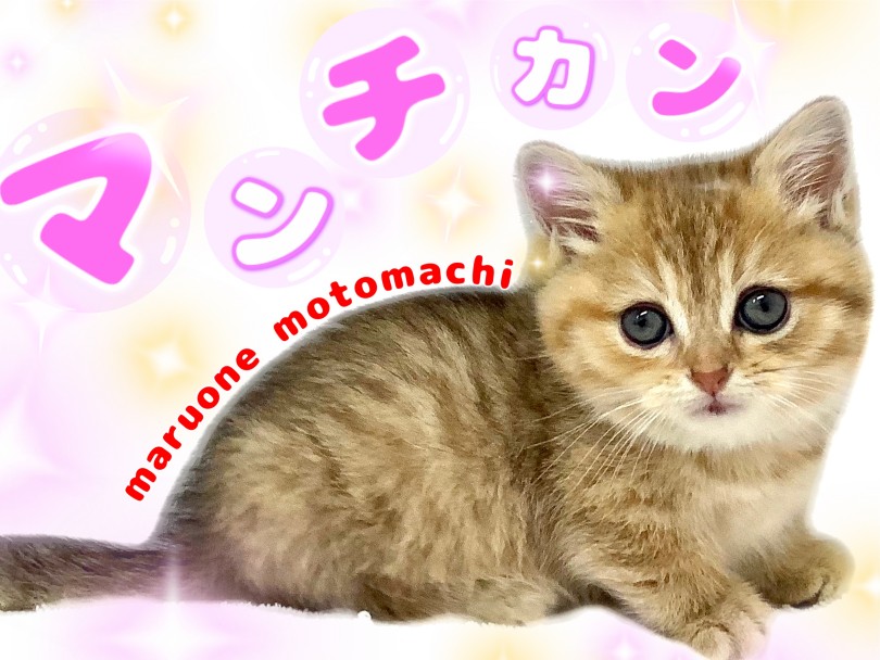 【 マンチカン 】胸キュン必至！よちよち歩きの癒やし系キャット♡