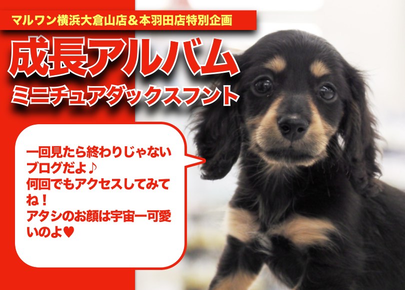 【 ミニチュアダックスのアルバム 】超少女系だっちゃんの成長記録！