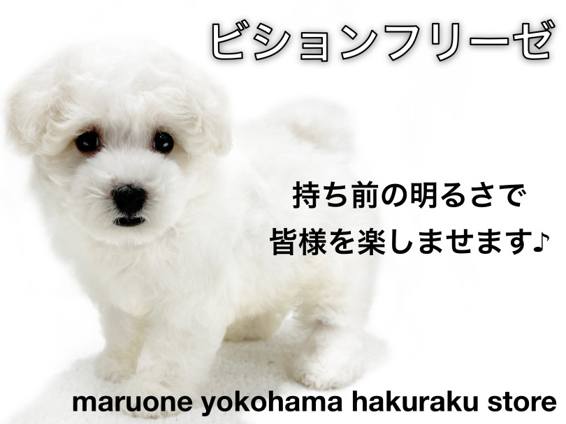 【 ビションフリーゼ 】超フレンドリー！明るくて陽気な大人気アフロ犬