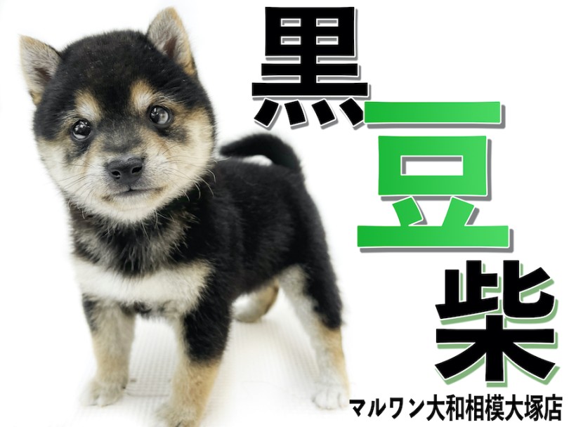 【 豆柴 】手乗りサイズの超小柄！生後2ヶ月で体重800g台の懐っこい黒豆柴！