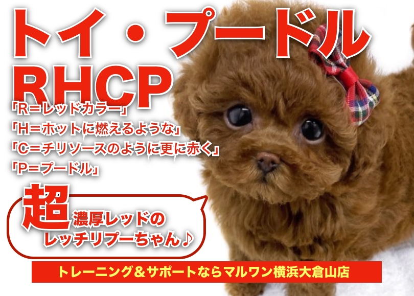 【 トイプードル 】両親タイニーサイズ！育てやすさNO.1の超濃厚ガール！！