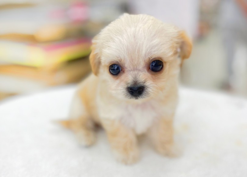 男の子に見えない可愛らしさ100点満点マルプーちゃん！！ | MIX犬 チワプー （06-58） - 横浜 大倉山店