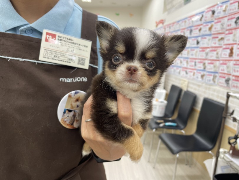 ちょこんと片手におさまってしまうミニマムサイズ！ | チワワ （07-42） - 横浜 鶴見店