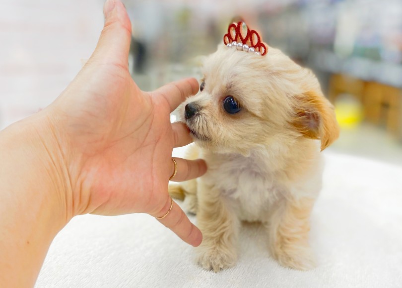 成犬時は3.0kgいかないくらい！小さめサイズに成長中！ | MIX犬 チワプー （06-58） - 横浜 大倉山店