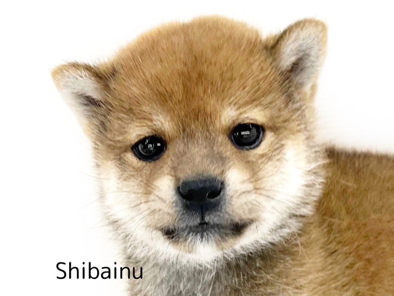 白い靴下を履いた日本犬！ムチコロ柴犬くん | 柴犬 （03-36） - 横浜 港北ニュータウン店