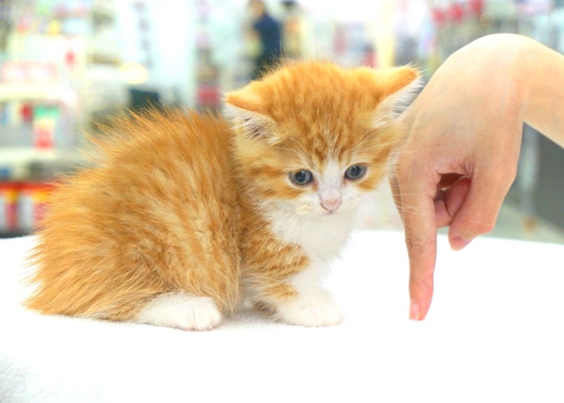 ご覧の通り超短足ちゃんです♡ | マンチカン （06-60） - 横浜 大倉山店