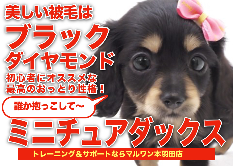 【 ミニチュアダックス】輝く被毛はブラックダイヤモンド！可愛さ満点の女の子！