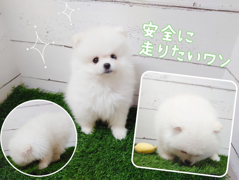 ポメくんとの生活の「ワン」ポイント | ポメラニアン (04-49) - さいたま 武蔵浦和店