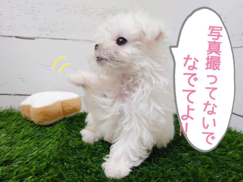 人なつっこくフレンドリーな性格の持ち主です！ | マルチーズ （04-43） - さいたま 武蔵浦和店