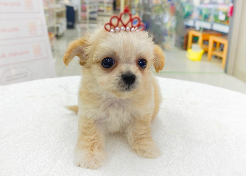 楽しいワンちゃんライフをしっかりとサポートさせて頂きます♪ | MIX犬 チワプー （06-58） - 横浜 大倉山店